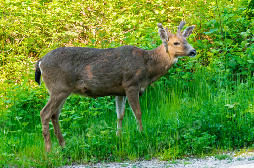 Preview: A Beautiful Deer Grazing In A Field