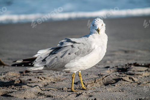 Preview: A Closeup Shot Of A Gull