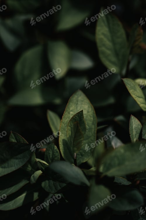 Preview: A Vertical Shot Of Small Dark Green Leaves In A Wild Forest With Blurred Background