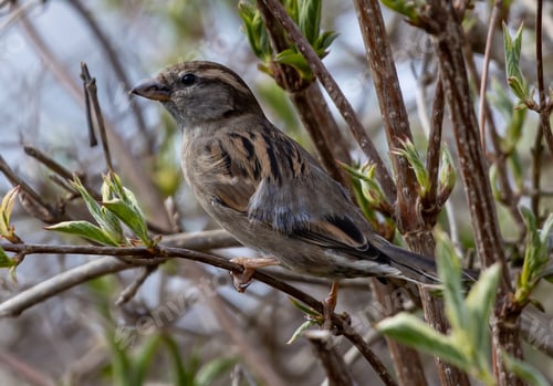 Preview: A Sparrow Perched On Tree Branch