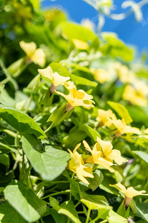 Preview: A Vertical Shot Of Clockvines Growing In A Garden