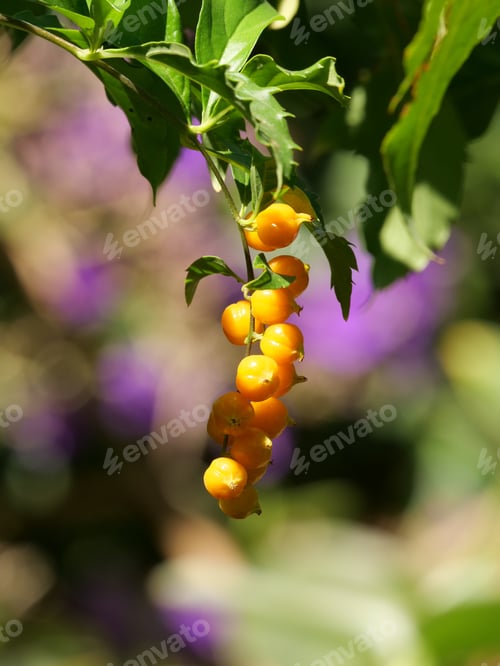 Preview: A Vertical Closeup Shot Of Orange Currants