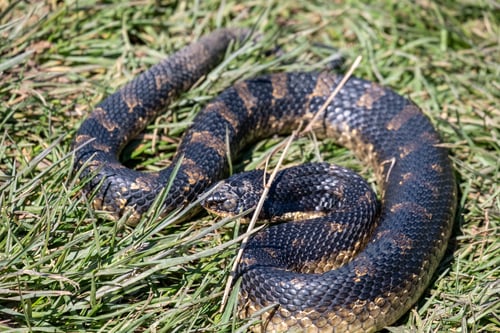 Preview: A Closeup Shot Of An Eastern Hognose Snake On A Meadow