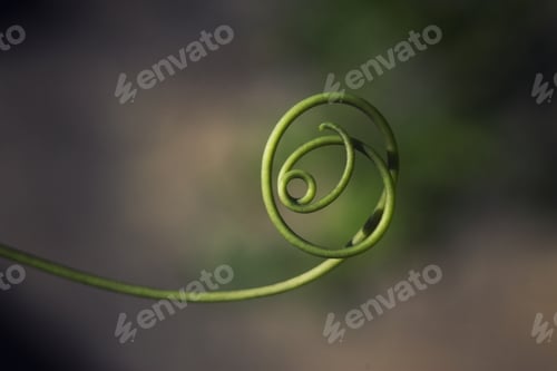 Preview: A Macro Shot Of Green Spiral Plants On A Blurry Background