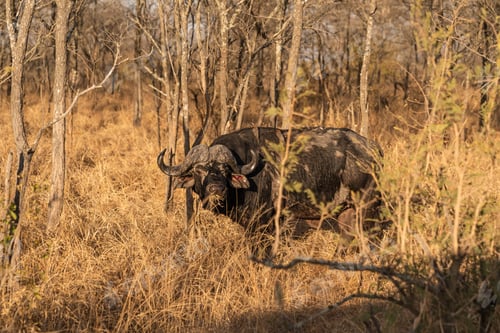 Preview: A Selective Focus Of A Wild Buffalo Foraging On Dried Grass In The Wilderness