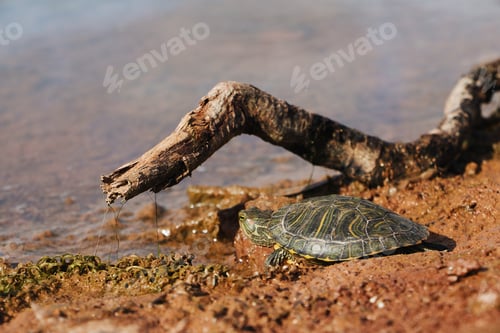 Preview: A Small Turtle On Muddy Shore Near Water