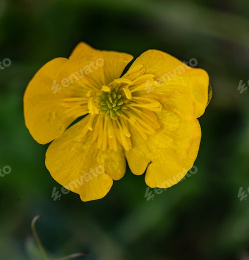 Preview: A Selective Focus Shot Of A Blooming Ranunculus Polyphyllus Flower