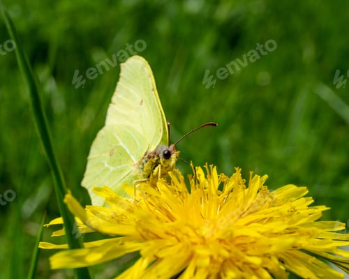 Preview: A Selective Focus Shot Of A Lemongrass Butterfly Perched On A Yellow Flower