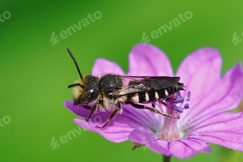 Preview: A Closeup Shot Of A Male Of The Gilt-Edged Sharptail, Coelioxys Aurolimbatus On The Purple Flower