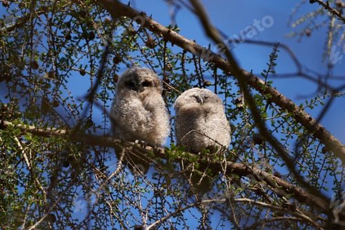 Preview: A Closeup Shot Of Owls Perched On The Tree Branch