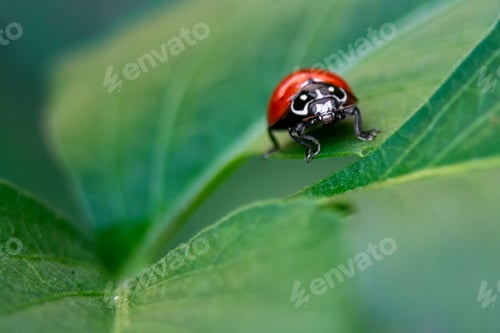Preview: A Closeup Macro Shot Of A Cute Red Ladybug Sitting On A Leaf