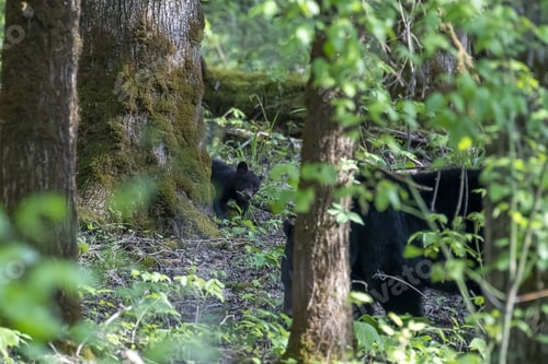 Preview: A Black Bear Cub On A Tree Trunk In The Woods