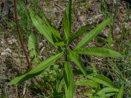 Preview: A Closeup Shot Of A Canadian Goldenrod