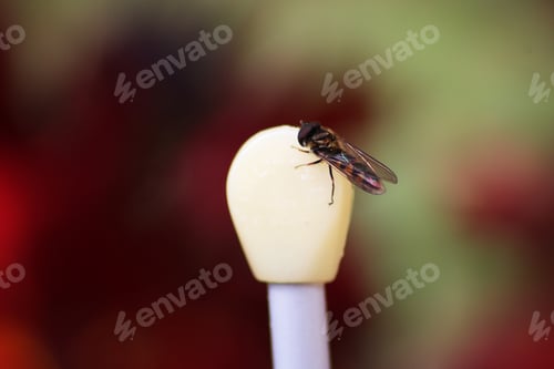 Preview: A Macro Shot Of An Insect On A Round Soft Object Against A Blurred Background