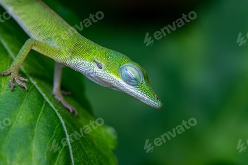 Preview: A Closeup Shot Of A Green Lizard On A Green Leaf With A Blurred Background