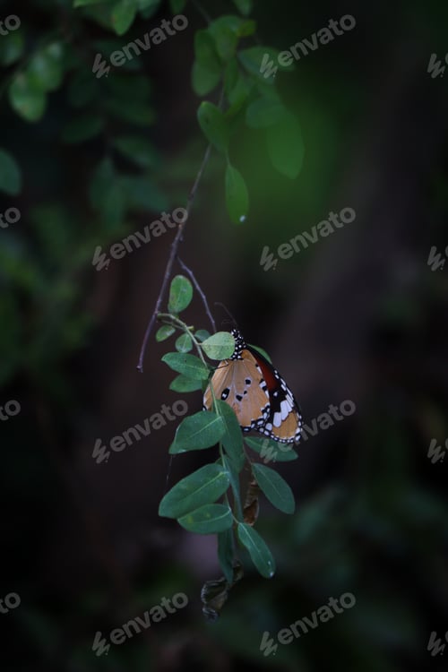 Preview: A Vertical Shot Of A Butterfly Named Plain Tiger On A Leaf At Night