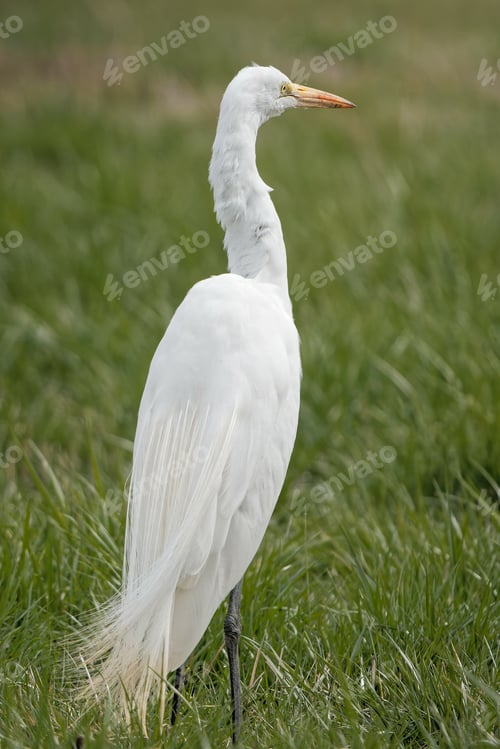 Preview: A Vertical Shot Of A Great Egret Walking In A Grass