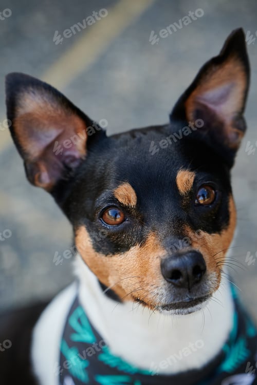 Preview: A Portrait Of An Adorabltoy Fox Terrier In A Park With A Blurry Background