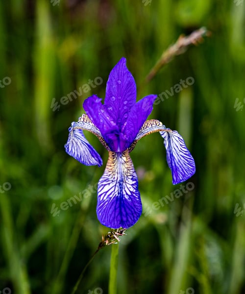 Preview: Delicate Blue Petals Of A Siberian Flag Flower Blooming In The Meadow