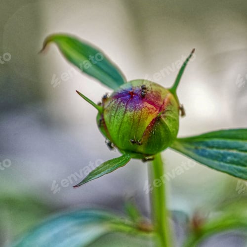 Preview: A Macro Shot Of A Blooming Peony Bud Outdoors