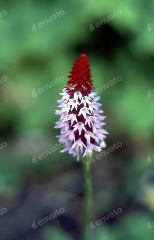 Preview: A Closeup Shot Of A Purple Flower With Blurred Background