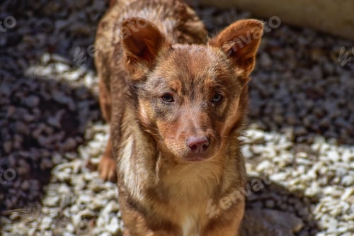 Preview: A Closeup Shot Of A Brown Dog Outside Under Sunlight Looking Ahead
