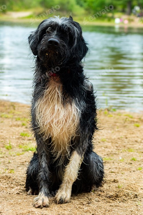 Preview: A Cute White And Black Dog Sitting Near The Bank Of The Water In The Park On A Sunny Day