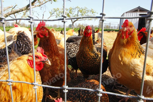 Preview: A Shot Of Hens And Roosters Behind Mesh