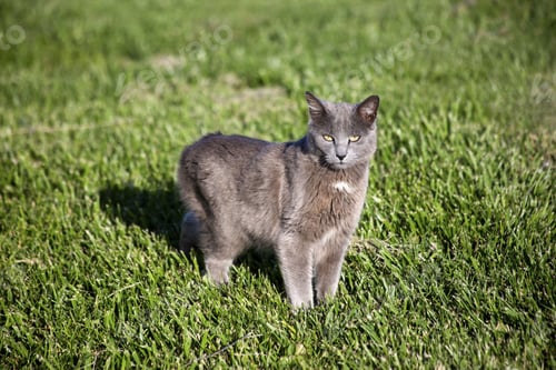 Preview: A Gray Cat On Green Grass