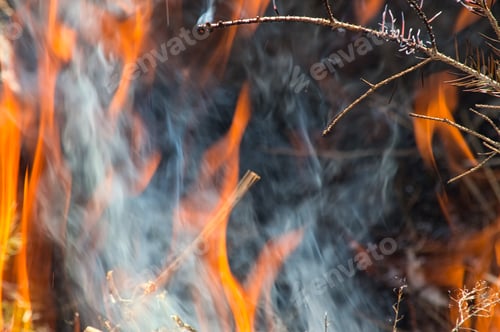 Preview: A Closeup Of Burning Pine Twigs On Background Of A Fire