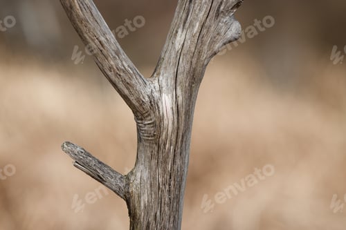 Preview: An Old Dry Tree Branch