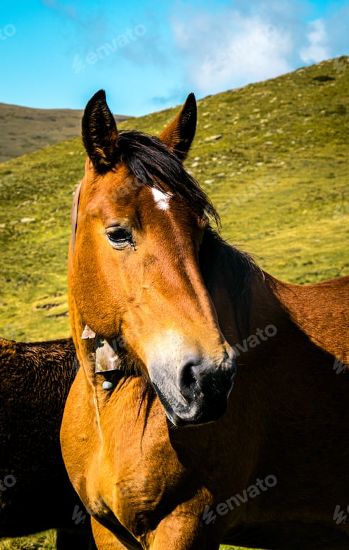 Preview: A Selective Focus Shot Of A Brown Horse In Three Peaks Hill In Argentina