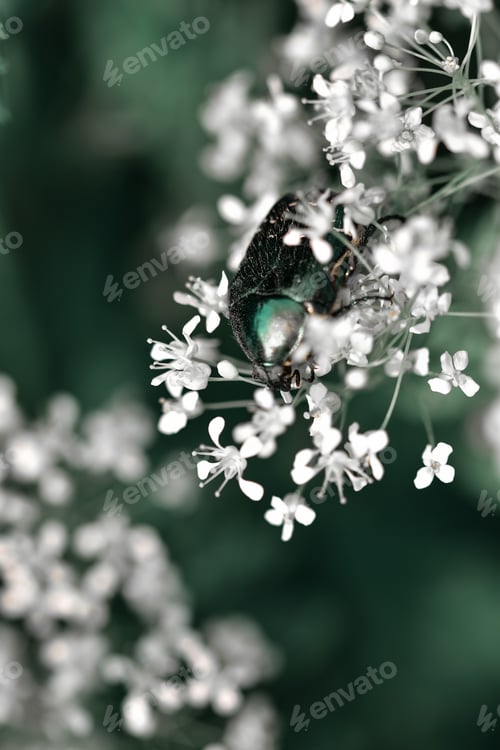 Preview: A Vertical Shot Of Bronze Beetle On Chervil Flowers
