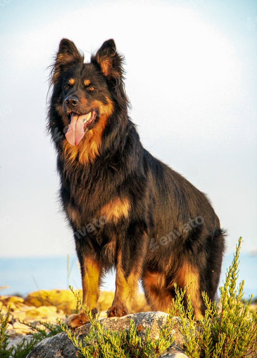 Preview: A Beautiful German Shepherd Posing On The Rocks