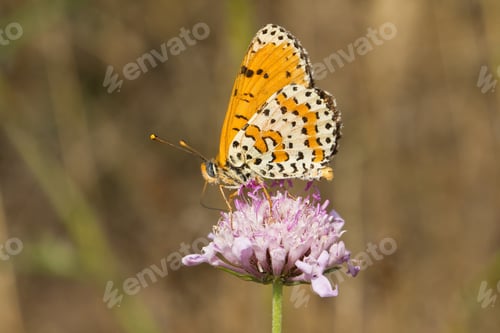 Preview: A Soft Focus Of A Beautiful Butterfly On A Pink Flower At A Meadow