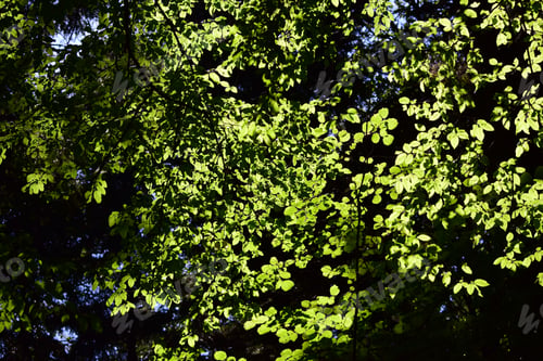 Preview: A Closeup Shot Of Backlit Tree Leaves And Foliage
