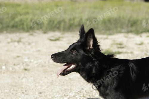 Preview: A Closeup Shot Of A Black Colored Border Collie In The Forest