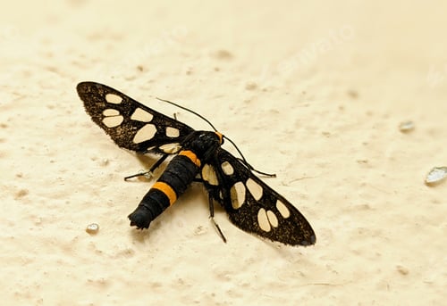 Preview: A Top View Of A Dotted Moth Isolated On A Yellow Background