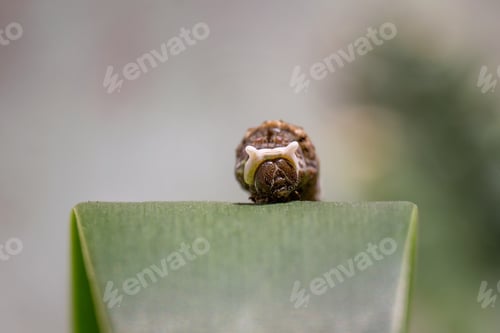 Preview: A Closeup Of A Caterpillar On A Green Leaf