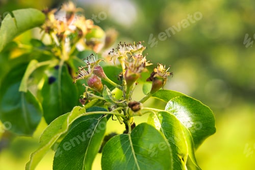 Preview: A Closeup Shot Of Branches With Pear Buds