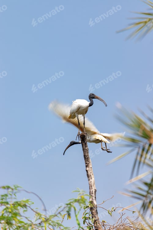 Preview: A Vertical Shot Of Australian White Ibis Birds In The Woods Against A Blue Sky