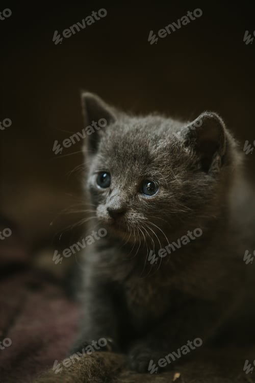 Preview: Adorable Grey Kitten Portrait with Innocent Expression
