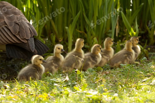 Preview: A Selective Focus Shot Of Goslings In The Grass