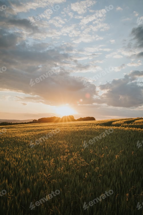 Preview: A Wheat Field In The Countryside