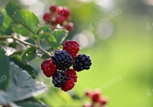 Preview: A Soft Focus Of Fresh Blackberries On A Bush At A Garden