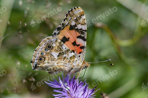 Preview: The Macro Of The Painted Lady (Vanessa Cardui) Butterfly With Closed Wings