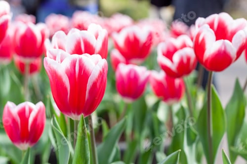Preview: A Closeup Shot Of Colorful Tulips In The Garden