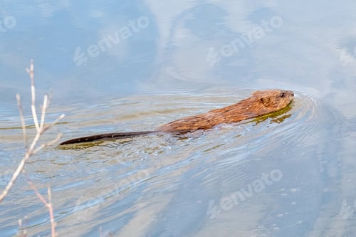 Preview: A Closeup Shot Of A Mink Swimming In A Lake