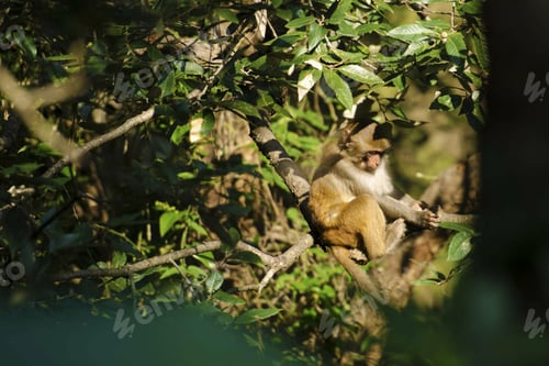 Preview: A Monkey Sitting On A Tree Branch And Picking On Some Leaves In A Green Forest