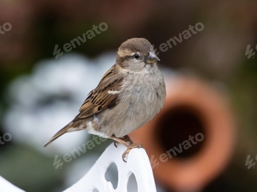Preview: A Closeup Shot Of A Little Common Reed Bunting